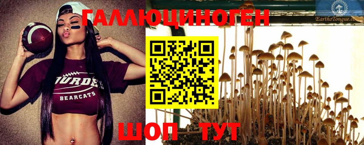 купить   Галлюциногенные грибы Psilocybe  Кызыл  Вход с VPN  Псилоцибиновые грибы прущие грибы 